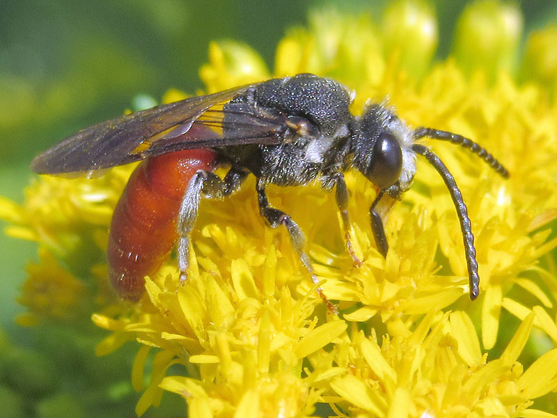 piccola con addome rosso: Sphecodes albilabris, maschio (Apidae Halictinae)